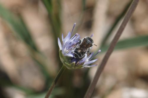 Réf. 249 167 : Osmia sp.